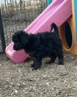 Digger, a male Miniature Aussiedoodle for sale in Rock Rapids, IA – Photo 2 of 7