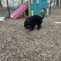 Digger, a male Miniature Aussiedoodle for sale in Rock Rapids, IA – Photo 7 of 7