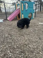 Digger, a male Miniature Aussiedoodle for sale in Rock Rapids, IA – Photo 7 of 7