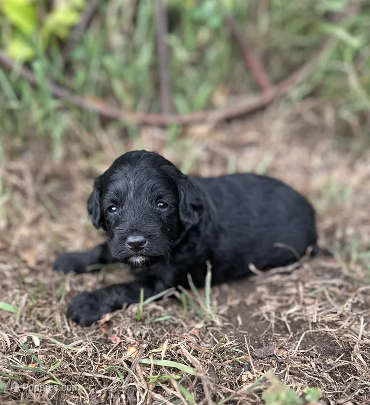 Gus – Miniature Aussiedoodle puppy for sale in Rock Rapids, IA