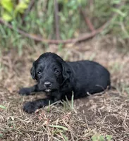 Gus, a male Miniature Aussiedoodle for sale in Rock Rapids, IA – 1 of 5