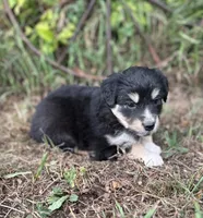 Piper, a female Miniature Australian Shepherd for sale in Rock Rapids, IA – 5 of 6