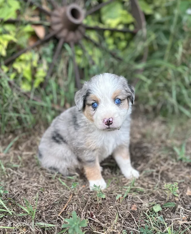 Peyton – Miniature Australian Shepherd puppy for sale in Rock Rapids, IA