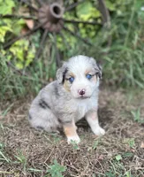 Peyton, a male Miniature Australian Shepherd for sale in Rock Rapids, IA – 1 of 6