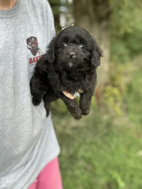 Gunner – Miniature Aussiedoodle puppy for sale in Rock Rapids, IA