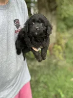 Gunner, a male Miniature Aussiedoodle for sale in Rock Rapids, IA – 1 of 3