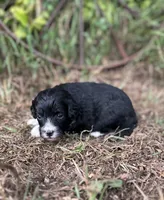 Gabby, a female Miniature Aussiedoodle for sale in Rock Rapids, IA – 6 of 6