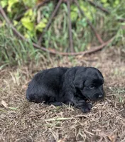 Gunner, a male Miniature Aussiedoodle for sale in Rock Rapids, IA – 2 of 4