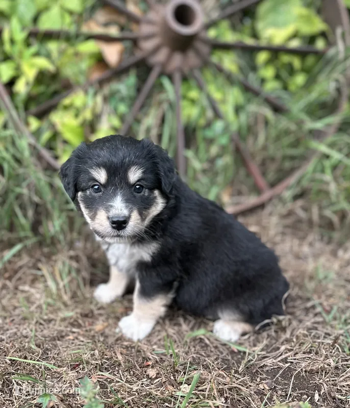 Piper – Miniature Australian Shepherd puppy for sale in Rock Rapids, IA