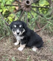 Piper, a female Miniature Australian Shepherd for sale in Rock Rapids, IA – 1 of 6