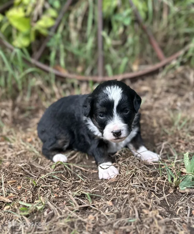Gracie – Miniature Aussiedoodle puppy for sale in Rock Rapids, IA