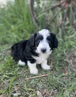 Daisy, a female Miniature Aussiedoodle for sale in Rock Rapids, IA – 3 of 7