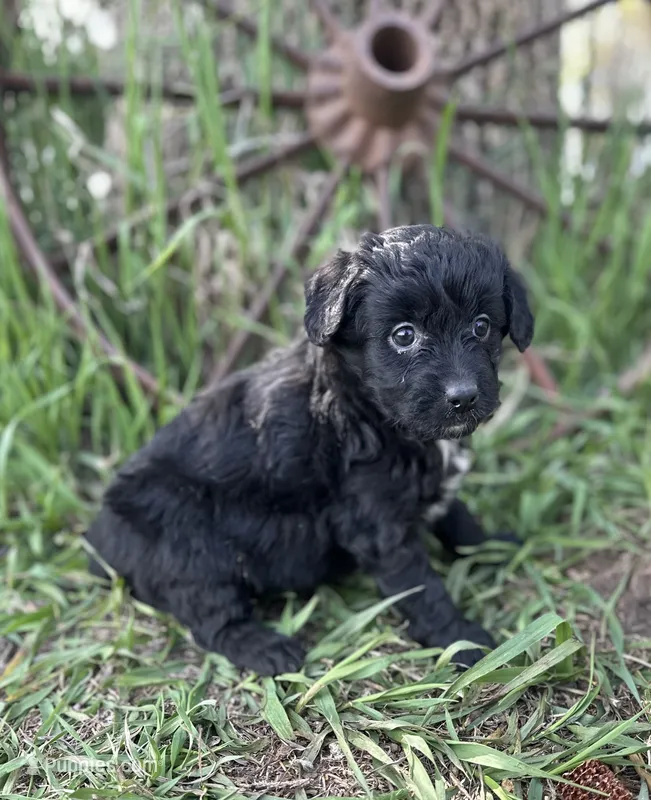 Max – Miniature Aussiedoodle puppy for sale in Rock Rapids, IA