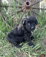 Max, a male Miniature Aussiedoodle for sale in Rock Rapids, IA – 1 of 6