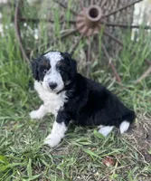 Diesel, a male Miniature Aussiedoodle for sale in Rock Rapids, IA – 2 of 5
