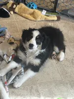 Peaches, a female Miniature Australian Shepherd for sale in Rock Rapids, IA – 2 of 5