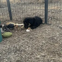 Nova, a female Miniature American Shepherd for sale in Rock Rapids, IA – Photo 5 of 5