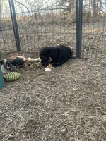 Nova, a female Miniature American Shepherd for sale in Rock Rapids, IA – Photo 5 of 5