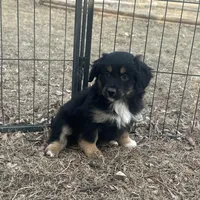 Nova, a female Miniature American Shepherd for sale in Rock Rapids, IA – Photo 3 of 5