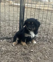 Nova, a female Miniature American Shepherd for sale in Rock Rapids, IA – Photo 3 of 5
