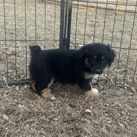 Nova, a female Miniature American Shepherd for sale in Rock Rapids, IA – Photo 4 of 5