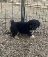 Nova, a female Miniature American Shepherd for sale in Rock Rapids, IA – Photo 4 of 5