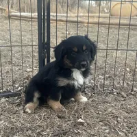 Nova, a female Miniature American Shepherd for sale in Rock Rapids, IA – Photo 1 of 5