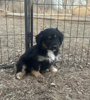 Nova, a female Miniature American Shepherd for sale in Rock Rapids, IA – Photo 1 of 5