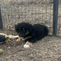 Nova, a female Miniature American Shepherd for sale in Rock Rapids, IA – Photo 2 of 5