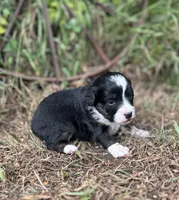 Gracie, a female Miniature Aussiedoodle for sale in Rock Rapids, IA – 4 of 5