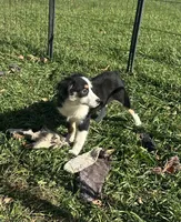 Bubbles, a female Miniature Australian Shepherd for sale in Rock Rapids, IA – 6 of 7