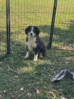 Bruce, a male Miniature Australian Shepherd for sale in Rock Rapids, IA – 2 of 5