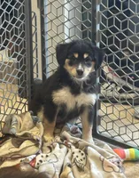 Piper, a female Miniature Australian Shepherd for sale in Rock Rapids, IA – 2 of 2