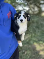 Bubbles, a female Miniature Australian Shepherd for sale in Rock Rapids, IA – 2 of 7