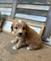 Bo, a male Miniature Aussiedoodle for sale in Rock Rapids, IA – Photo 8 of 9