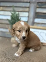 Bo, a male Miniature Aussiedoodle for sale in Rock Rapids, IA – Photo 3 of 9