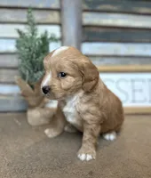 Bo, a male Miniature Aussiedoodle for sale in Rock Rapids, IA – Photo 9 of 9