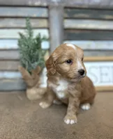 Bo, a male Miniature Aussiedoodle for sale in Rock Rapids, IA – Photo 5 of 9