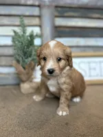 Bo, a male Miniature Aussiedoodle for sale in Rock Rapids, IA – Photo 2 of 9