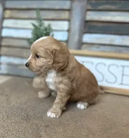 Bo, a male Miniature Aussiedoodle for sale in Rock Rapids, IA – Photo 4 of 9