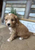 Bo, a male Miniature Aussiedoodle for sale in Rock Rapids, IA – Photo 6 of 9