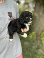 Gabby, a female Miniature Aussiedoodle for sale in Rock Rapids, IA – 5 of 6