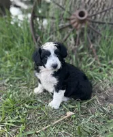 Daisy, a female Miniature Aussiedoodle for sale in Rock Rapids, IA – 4 of 7