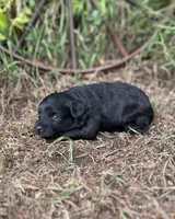 Gigi, a female Miniature Aussiedoodle for sale in Rock Rapids, IA – 3 of 5