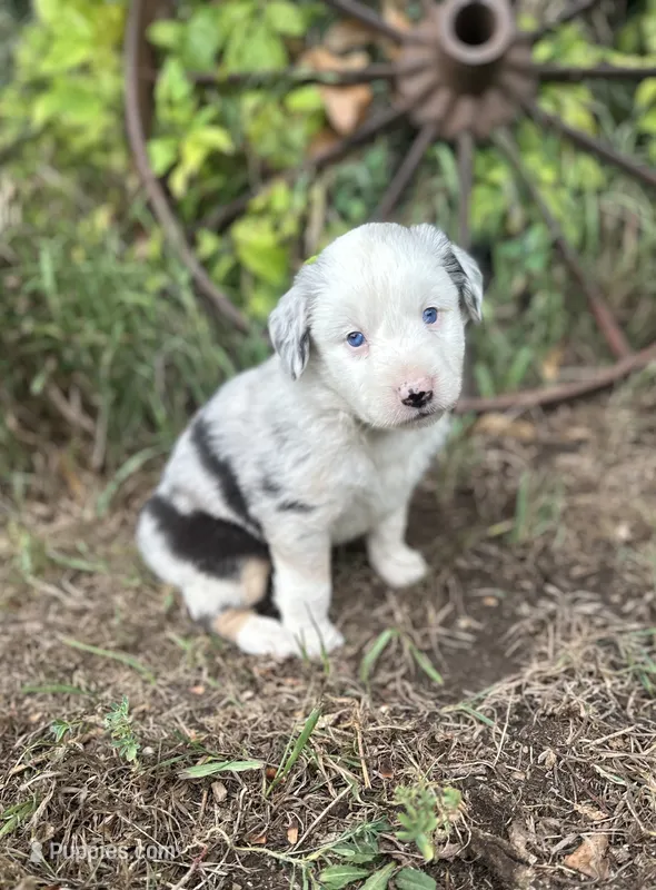 Penny – Miniature Australian Shepherd puppy for sale in Rock Rapids, IA