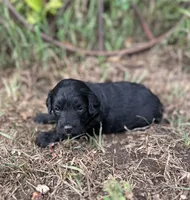 Gus, a male Miniature Aussiedoodle for sale in Rock Rapids, IA – 5 of 5