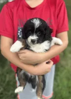 Gracie, a female Miniature Aussiedoodle for sale in Rock Rapids, IA – 5 of 6