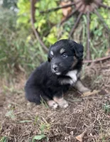 Patrick, a male Miniature Australian Shepherd for sale in Rock Rapids, IA – 3 of 6