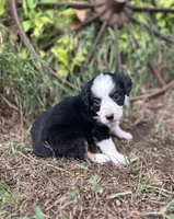 Peaches, a female Miniature Australian Shepherd for sale in Rock Rapids, IA – 5 of 6