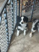 Peaches, a female Miniature Australian Shepherd for sale in Rock Rapids, IA – 5 of 5